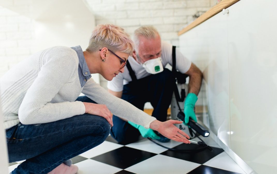 How to Eliminate Pests During a Renovation
